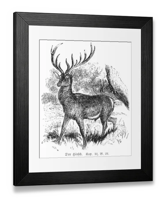Framed Print : The stag, pig deer (Sus Babirussa)