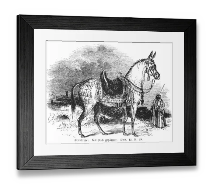 Framed Print : Mule royally bridled, mule, ass