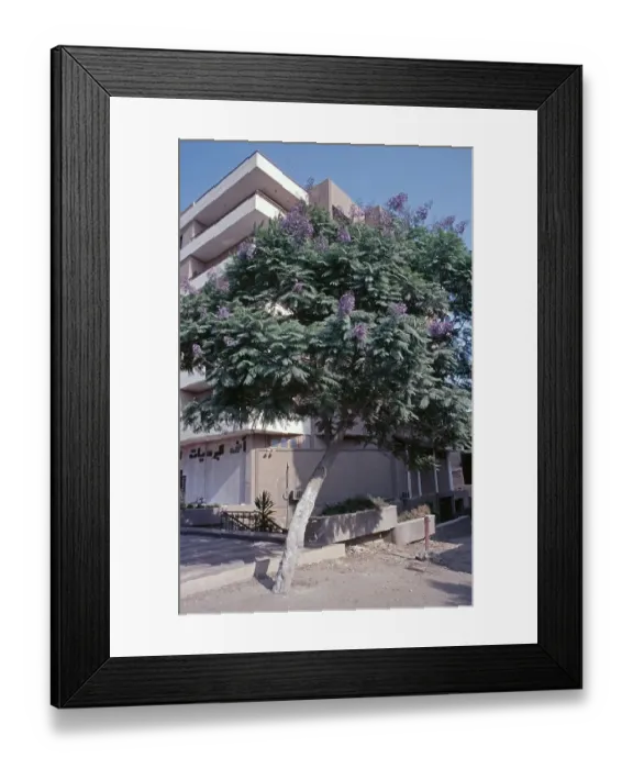 Framed Print : Flower tree, Jakaranda, house, Cairo Framed Print : Flower tree, Jakaranda, house, Cairo