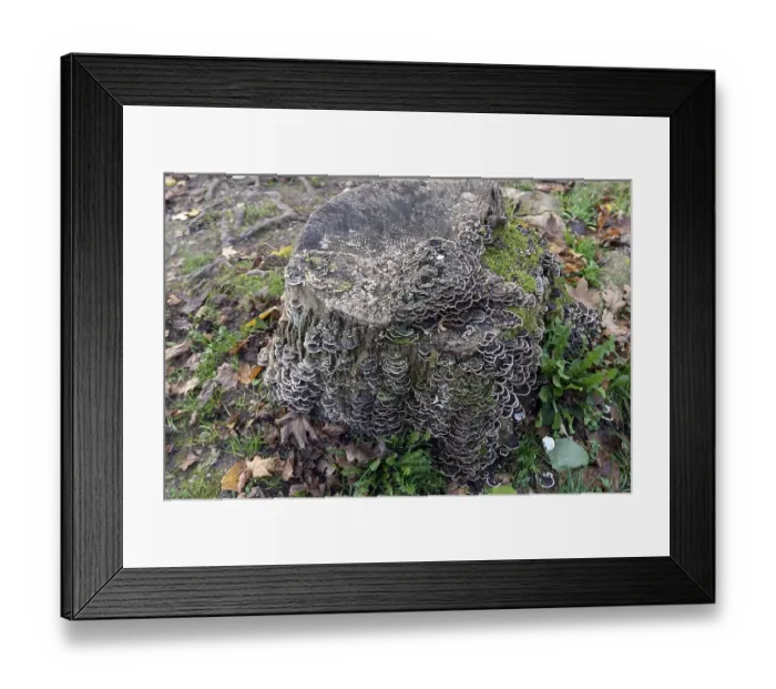 Framed Print : Butterfly tramete (Trametes versicolor) on a tree stump