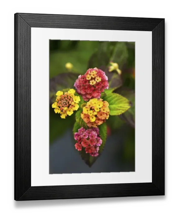 Framed Print : Spanish flag (Lantana camara), Bavaria Framed Print : Spanish flag (Lantana camara), Bavaria