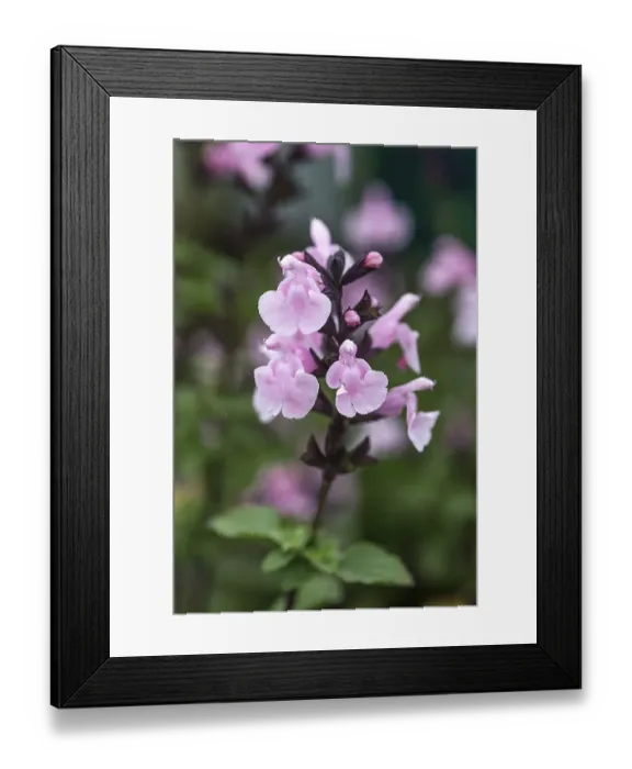 Framed Print : Pale pink sage (Salvia) (Naomy Tree)