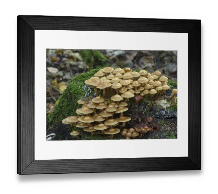 Framed Print : Accumulation (Kuehneromyces mutabilis) of sticky sponges in a mixed forest Framed Print : Accumulation (Kuehneromyces mutabilis) of sticky sponges in a mixed forest