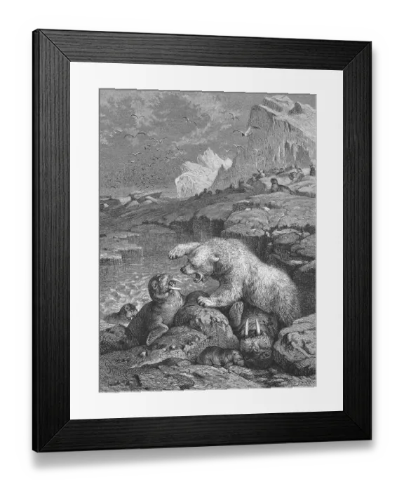 Framed Print : Polar bear fighting a walrus, Historical