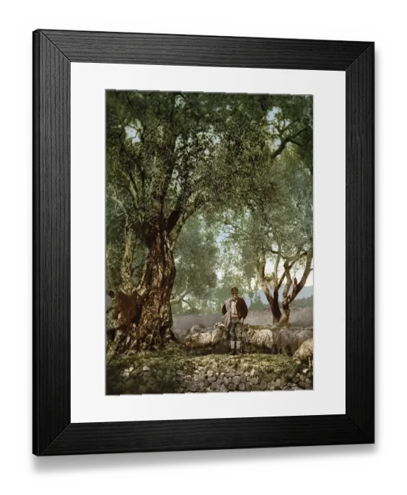 Framed Print : Shepherd with herd in an olive grove