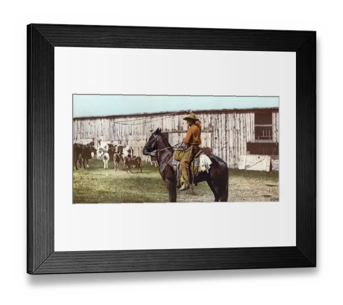 Framed Print : Cowboy throwing lariat, Colorado Framed Print : Cowboy throwing lariat, Colorado