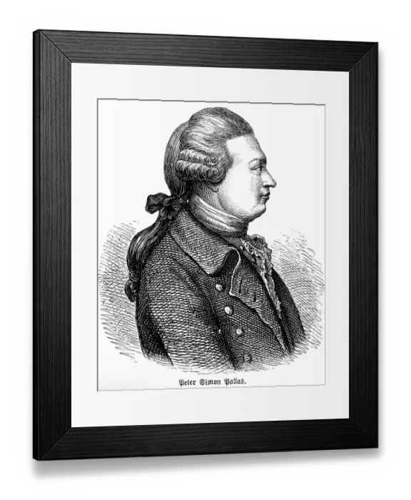Framed Print : Peter Simon Pallas, German geographer and naturalist in Central Asia
