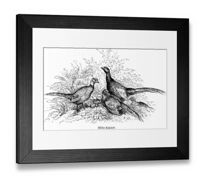 Framed Print : Three Wild Pheasants Wild pheasant