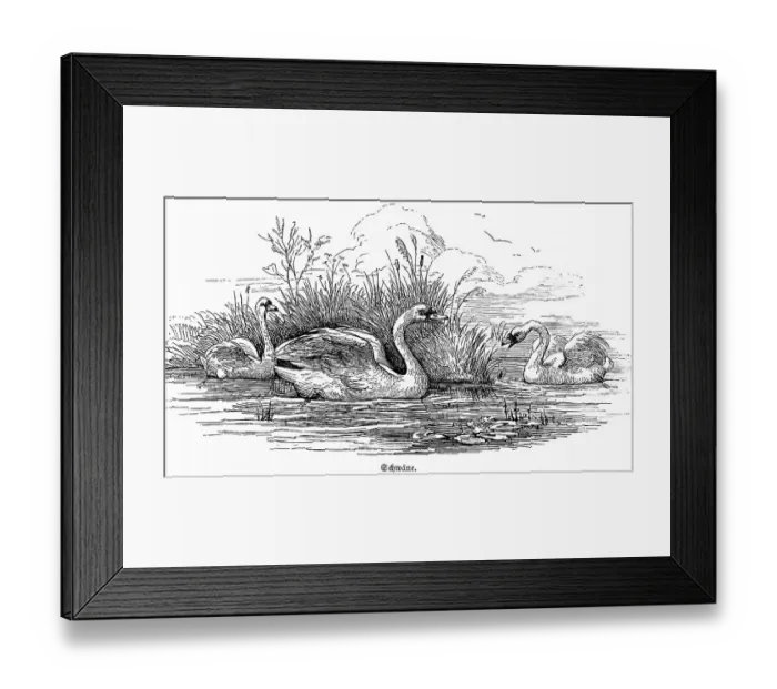 Framed Print : Three swans, pond, lake, reed, water lilies