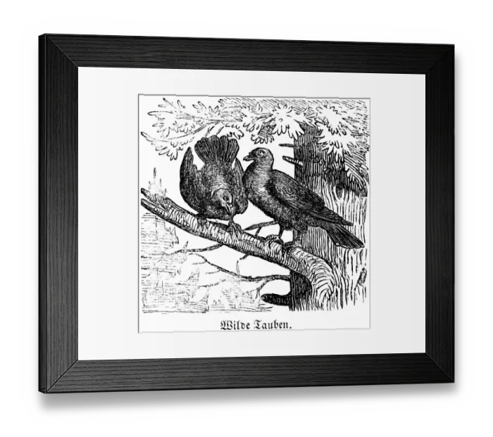 Framed Print : Two wild doves, tree, branch, fir Framed Print : Two wild doves, tree, branch, fir