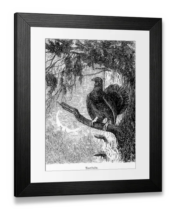 Framed Print : Capercaillie, Hubertus hunting and hunting scenes Framed Print : Capercaillie, Hubertus hunting and hunting scenes
