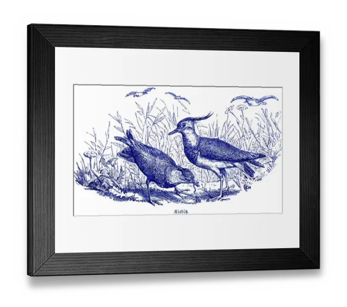 Framed Print : Two Lapwings, Hubertus Hunting and Hunting Scenes Framed Print : Two Lapwings, Hubertus Hunting and Hunting Scenes