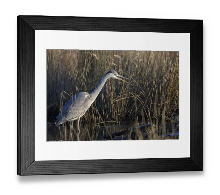 Framed Print : Grey heron (Ardea cinerea), in the reedbed Framed Print : Grey heron (Ardea cinerea), in the reedbed