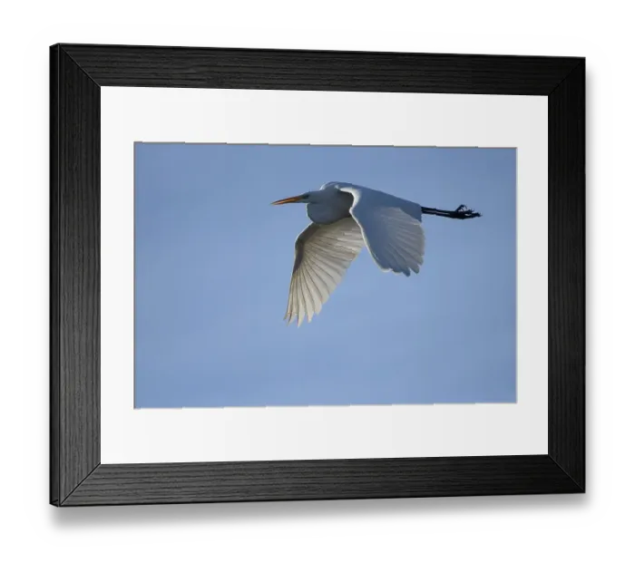 Framed Print : Great egret (Casmerodius albus)