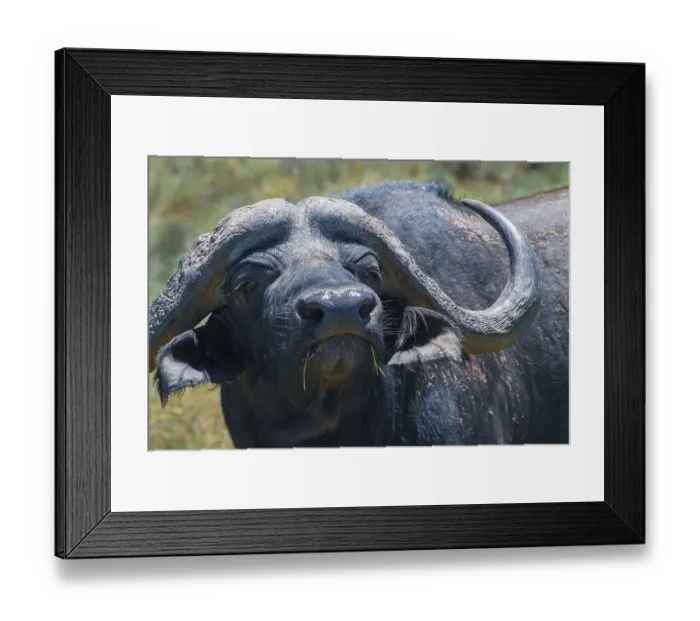 Framed Print : Water buffalo, ungulate, ruminant