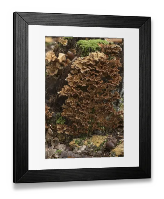 Framed Print : Butterfly Trametes (Trametes versicolor)