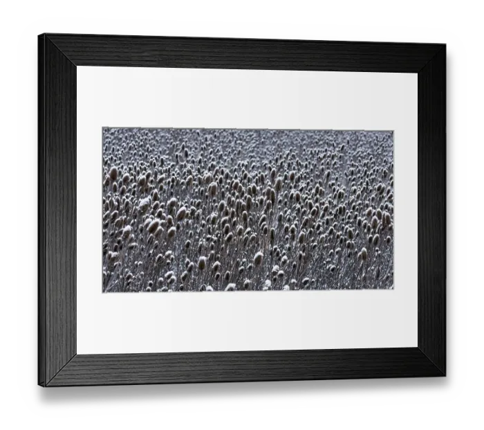 Framed Print : Field of wild teasel (Dipsacus fullonum) covered with snow bonnets Framed Print : Field of wild teasel (Dipsacus fullonum) covered with snow bonnets