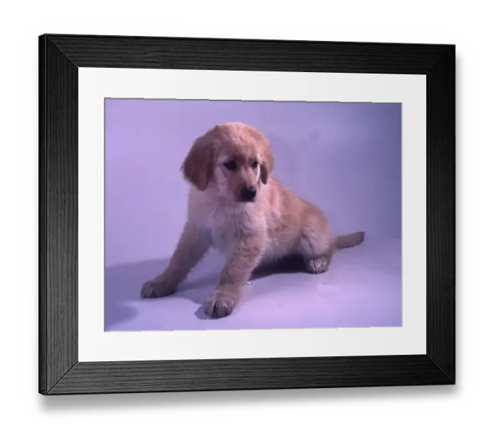 Framed Print : Dog. Hovawart puppy, here on 10