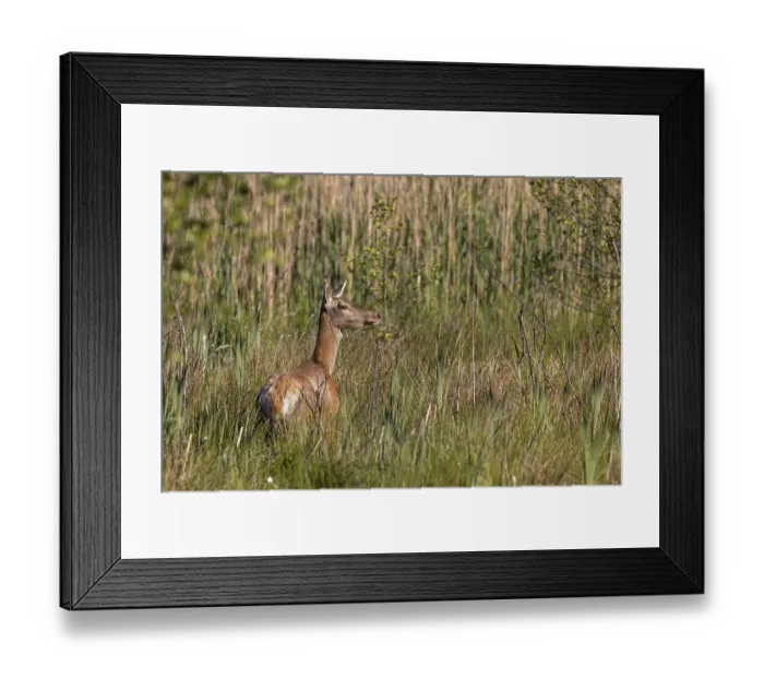 Framed Print : Red deer (Cervus elaphus), in natural habitat