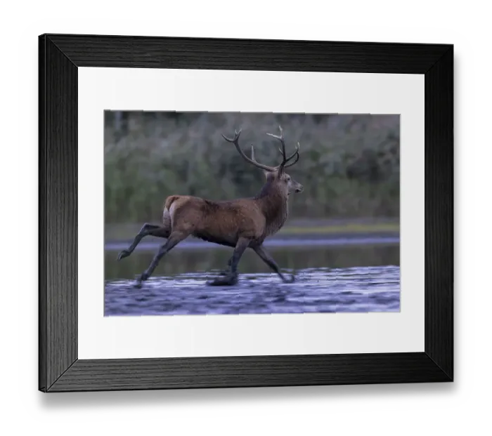Framed Print : Red deer (Cervus elaphus), running through shallow water in flight from a rival Framed Print : Red deer (Cervus elaphus), running through shallow water in flight from a rival