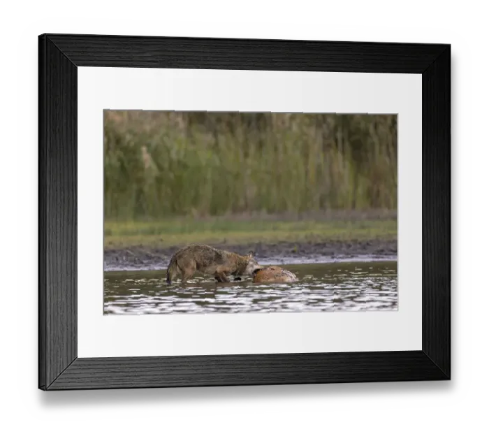 Framed Print : European gray wolf (Canis lupus)