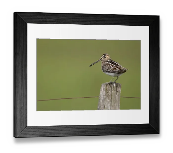 Framed Print : Common Snipe (Gallinago gallinago)