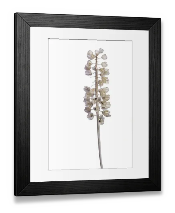 Framed Print : Seed head of a Grape hyacinth (Muscari) on white background