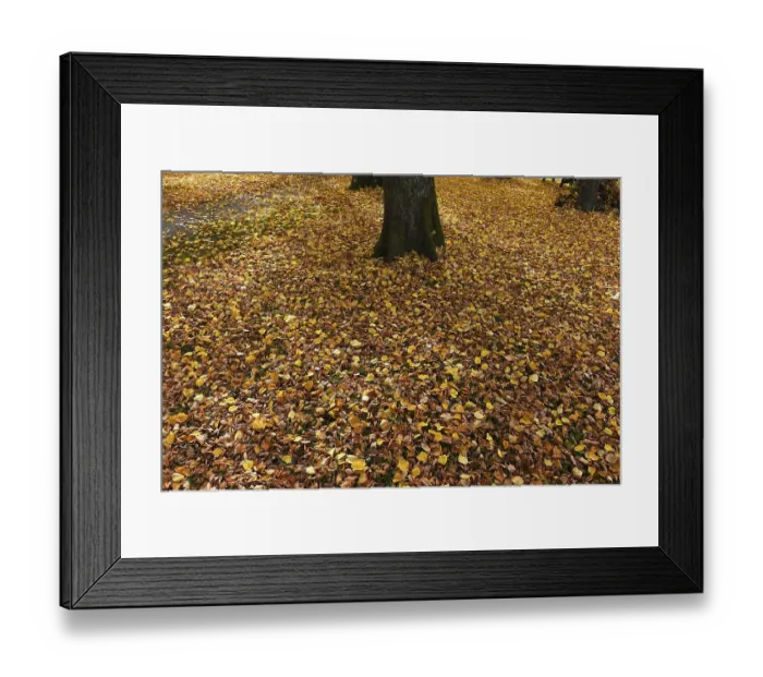 Framed Print : Autumn beech (Fagus) foliage on the lawn Framed Print : Autumn beech (Fagus) foliage on the lawn