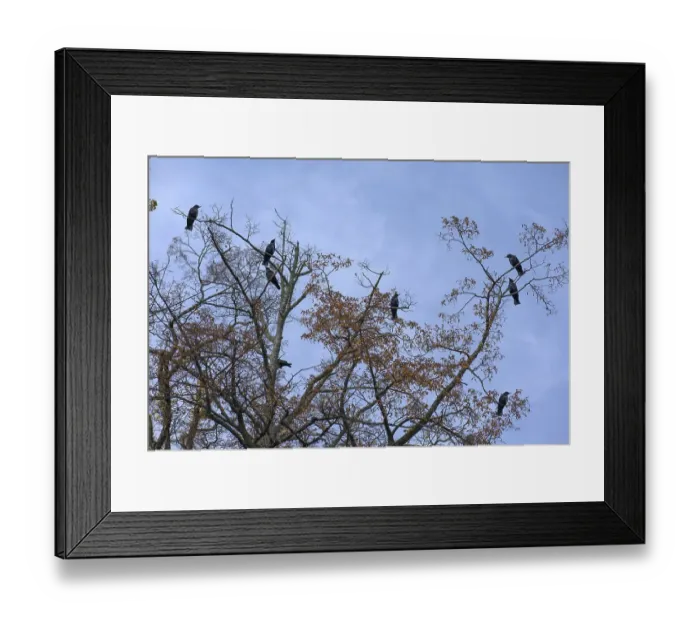 Framed Print : Corvid (Corvidae) in a tree, Bavaria Framed Print : Corvid (Corvidae) in a tree, Bavaria