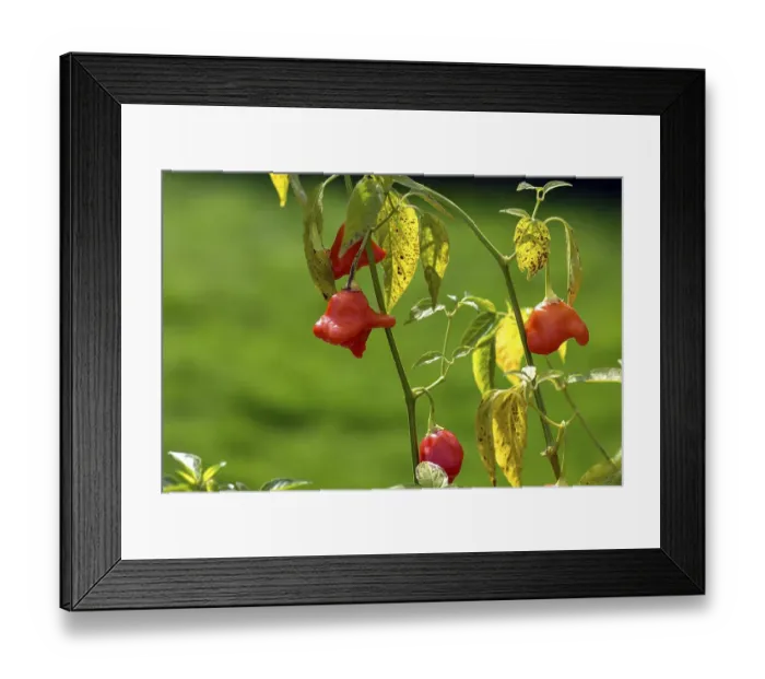 Framed Print : Bishop's crown (Capsicum baccatum)
