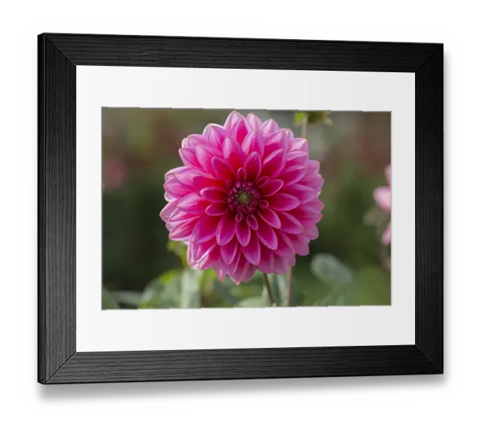 Framed Print : Red dahlia (Dahlia) flower, Bavaria Framed Print : Red dahlia (Dahlia) flower, Bavaria