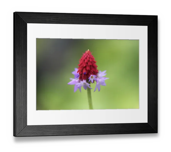 Framed Print : Orchid primrose (Primula vialii)
