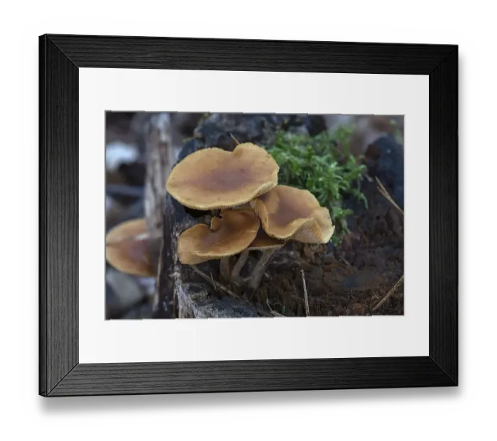 Framed Print : Tree fungi (Gymnopus dryophilus) on a tree stump in a mixed forest