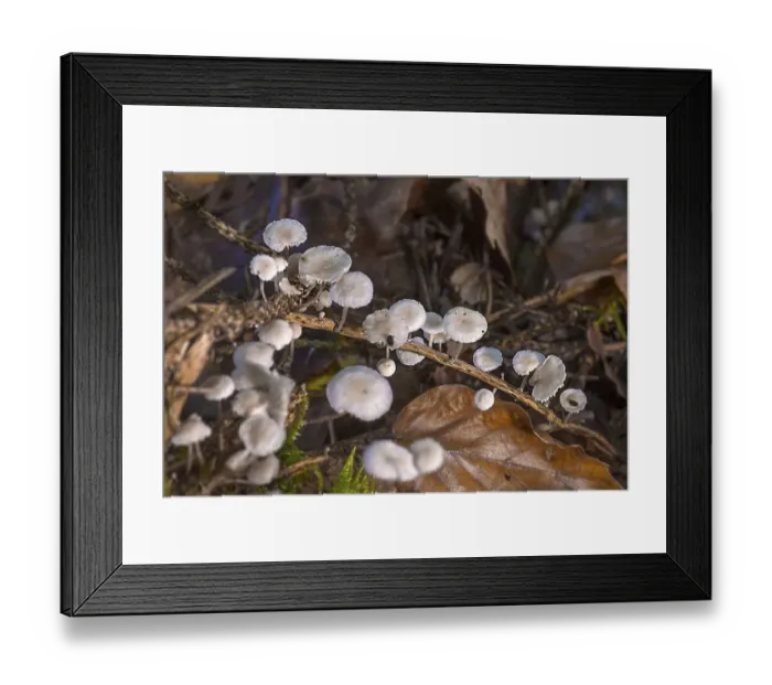 Framed Print : Clerine tree mushrooms on a scrawny branch
