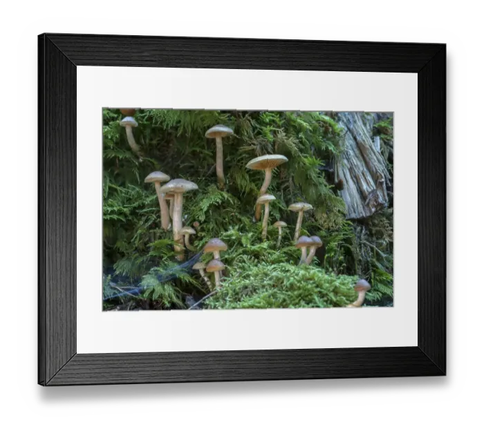 Framed Print : Tree fungi and moss in a mixed forest Framed Print : Tree fungi and moss in a mixed forest