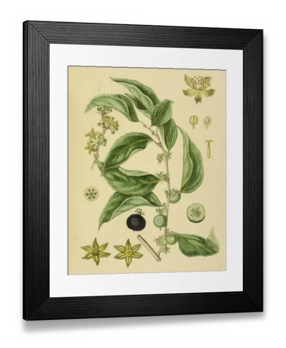 Framed Print : Aberia gardneri, syn. Dovyalis hebecarpa