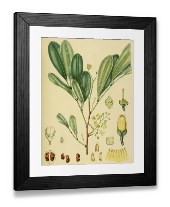 Framed Print : Pseudocarapa championii, native to Southeast Asia Framed Print : Pseudocarapa championii, native to Southeast Asia