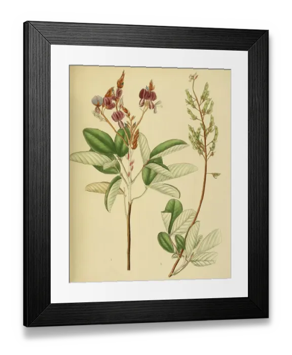 Framed Print : Desmodium jucundum, native to Southeast Asia