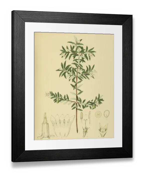 Framed Print : Gaertnera ternifolia, native to Southeast Asia