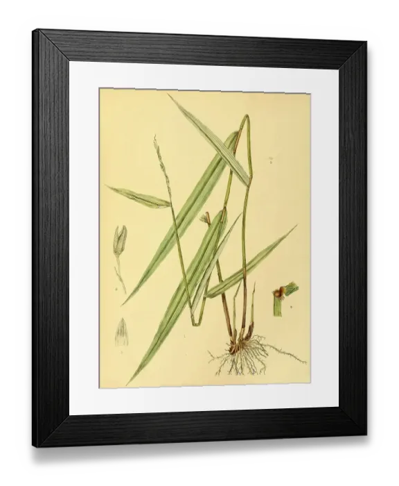 Framed Print : (Oryza) granulata, native to Southeast Asia