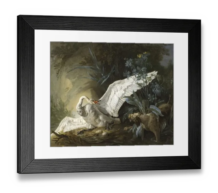 Framed Print : Water spaniel surprises a swan on its nest