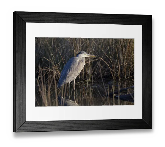 Framed Print : Grey heron (Ardea cinerea), resting