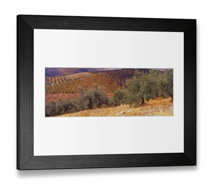 Framed Print : Landscape with Olive Groves in Granada Province