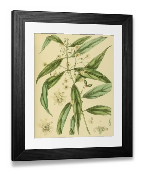 Framed Print : Hortonia augustifolia, native to Southeast Asia