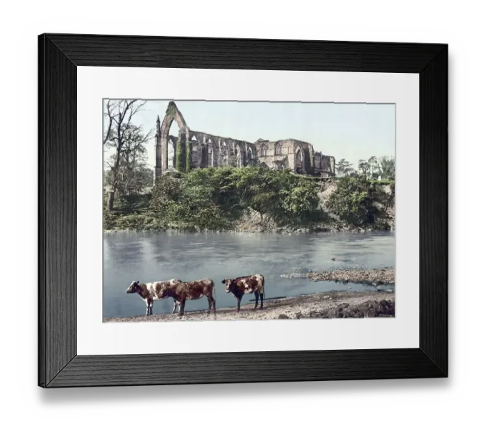 Framed Print : Bolton Abbey is the ruin of a 12th century monastery in Yorkshire