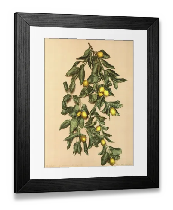 Framed Print : A branch with lemons, Limone, Lake Garda