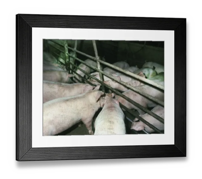 Framed Print : DEU, Germany: The historical slides from the times 84-85 r years Framed Print : DEU, Germany: The historical slides from the times 84-85 r years