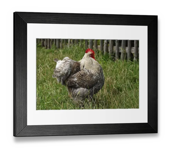 Framed Print : Free-range rooster in the Franconian Open Air Museum
