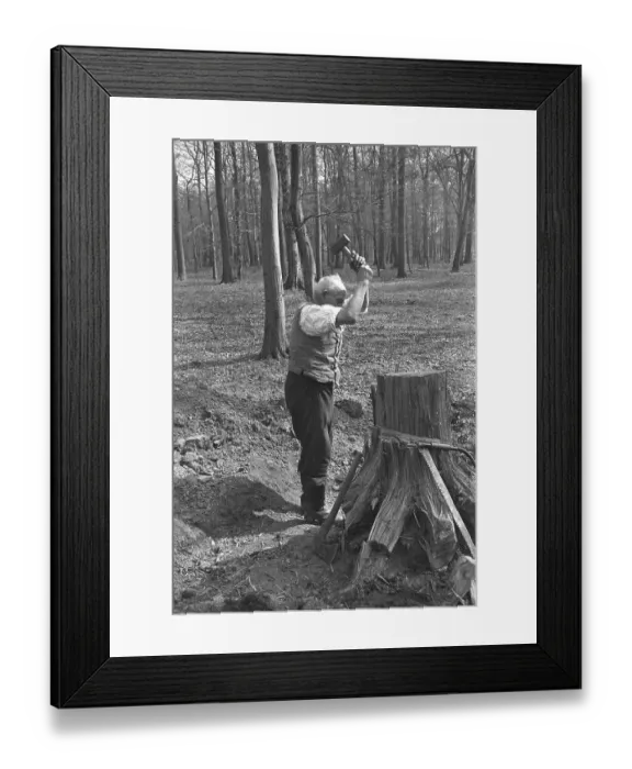 Framed Print : Man cutting up a piece of wood in a forest Framed Print : Man cutting up a piece of wood in a forest