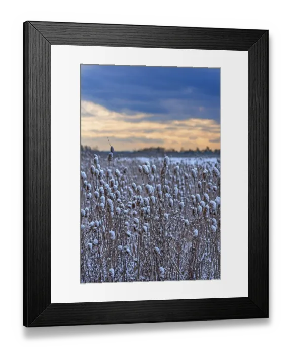 Framed Print : Field of wild teasel (Dipsacus fullonum) covered with snow bonnets